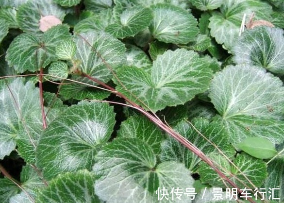 虎耳草|农村这种野草,止咳效果非常的好,你要是看到了可以带回家哟