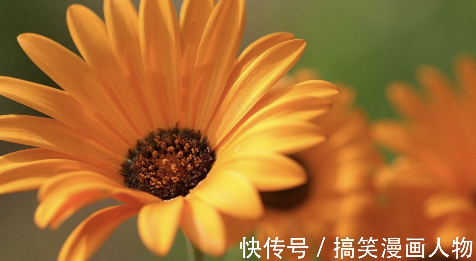 生肖牛|8月,苦苦相思,难解的爱,思念入骨,3生肖桃花运入命,难舍难分