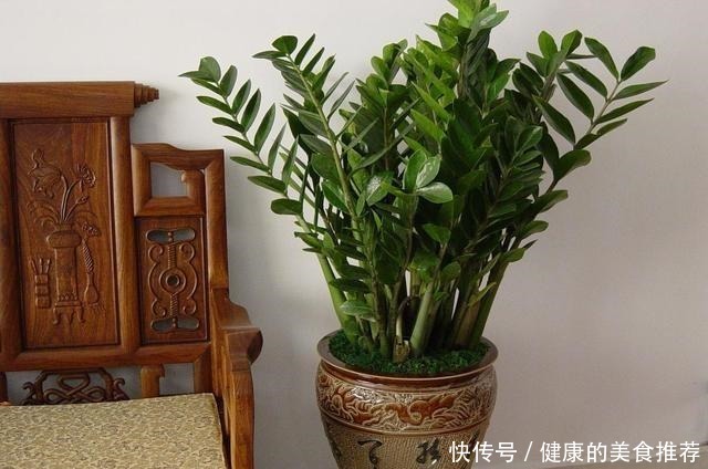 春天金钱树爱黄叶烂根,来点“小技巧”不担心,叶片翠绿有精神!