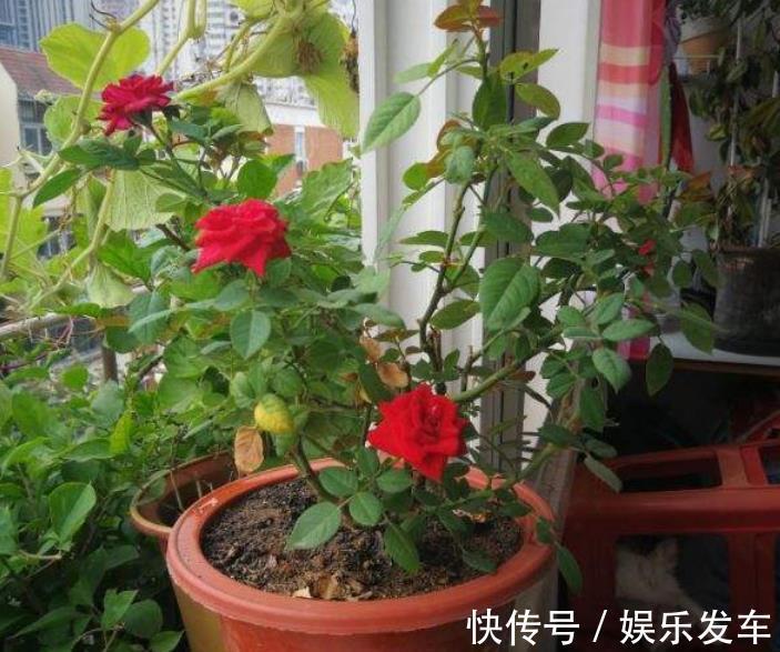 养花|秋日养花，存在哪些忌讳？此4处，做得越多错得越狠