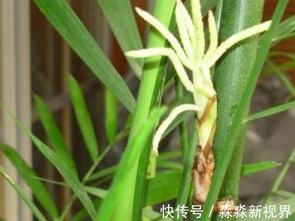 老话说“竹子开花,赶紧搬家”,什么意思真的有这么危险吗