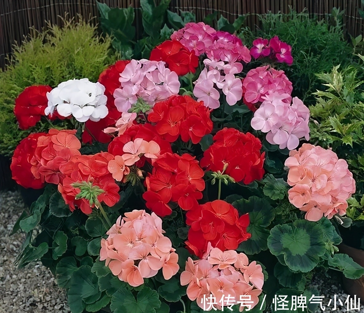 新芽|开花万人迷，做到4点，花儿拥挤刹不住