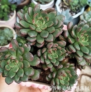 浇水|红宝石由绿变红，只需注意这5点，从众多肉中脱颖而出