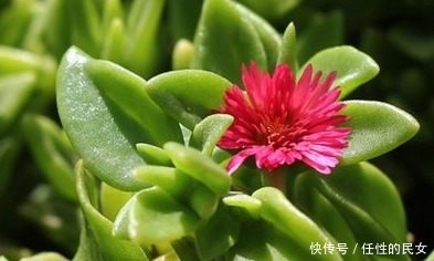 养护|这花一根枝条就能活,花开的美不胜收,怎么养护你知道吗