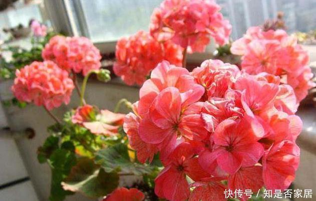 天竺葵|这花花期长又漂亮，一个扦插小窍门，十天生根，轻松爆盆开成花球