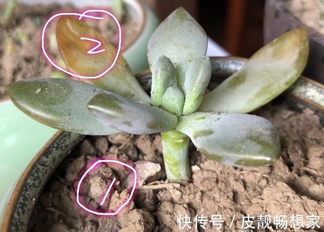 秋季养多肉爆盆技巧,不要犯了3个错,多肉长成大老桩