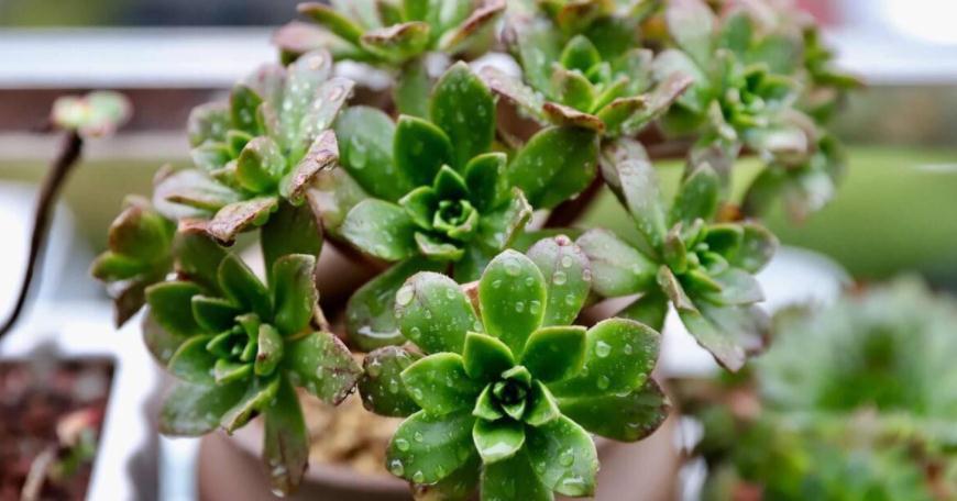 冬天养花，牢牢抓住这4点，室内盆栽才不出问题