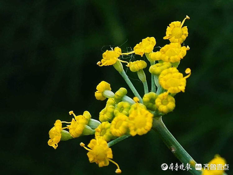 小巧|花开齐鲁精细小巧!临沂郯城烂漫盛开的茴香花,你认识吗?