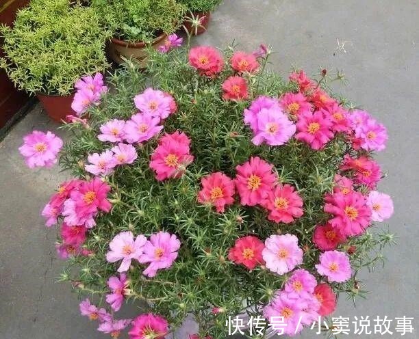 金枝玉叶不能长太高,越矮越值钱,一长高就砍!