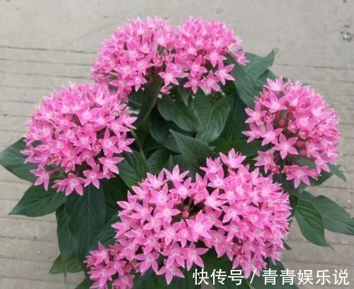 几款小花便宜又好养，颜值超高超美的，颇受追捧