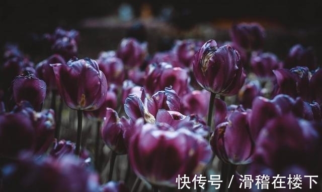 喜鹊|接下来爱情萌芽，喜鹊飞回，真爱眷恋，旧爱重聚，不弃不弃，从此