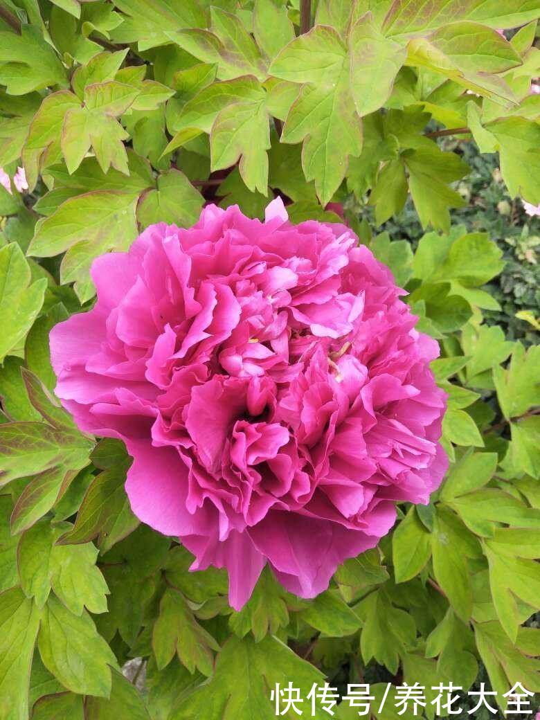 春天买花，这“两大类”不能养，花期没多久，很快就凋谢