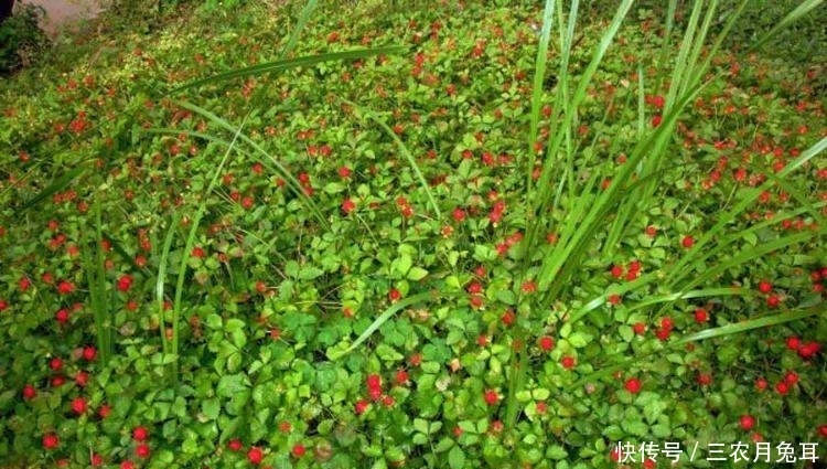 嫌棄|蛇看到就害怕，泡水喝能消炎，味道有點(diǎn)怪很多人嫌棄吃