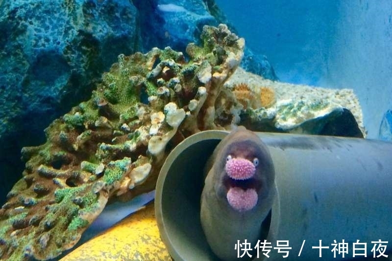 荒士|网友目击“鳕鱼子嘴唇”的神奇海鳗 有戏表情让人觉得是动画人物