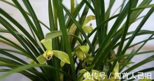 新手养兰花,这种肥最好别用,很容易“烧苗”