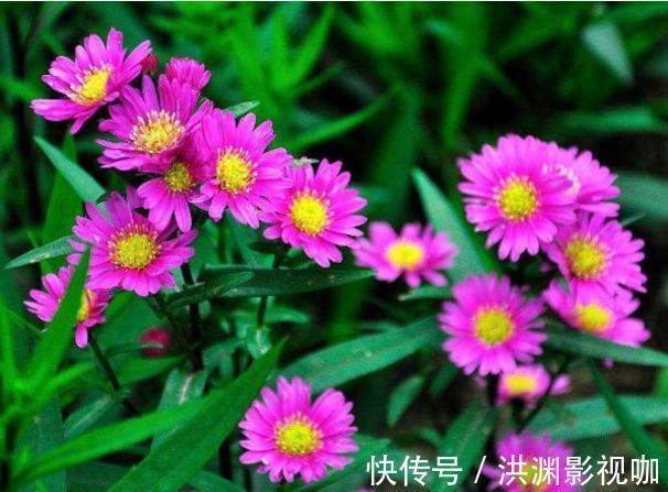 典雅|喜欢菊花,不如养盆优良名菊“荷兰菊”,高庄典雅,艳丽多姿!