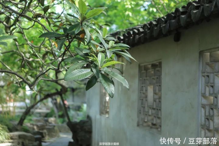 500余年苏州拙政园，绿树阴浓夏日长|旅行plog | 园林