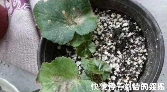 蟹爪兰|养花爱好者看过来这15种花现在“扦插”，生根快，一个周就长芽