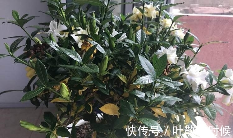 蝴蝶兰|公认“难养”的5种花,没有10年以上的养花经验,建议别买