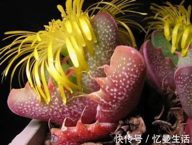 叶片|这几种多肉很漂亮,认识的人却不多,你认识几种呢?