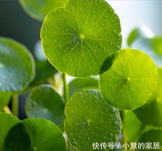 虎刺梅|不喜欢太折腾,就养3种花吧,不管天气如何多变,都能长得旺