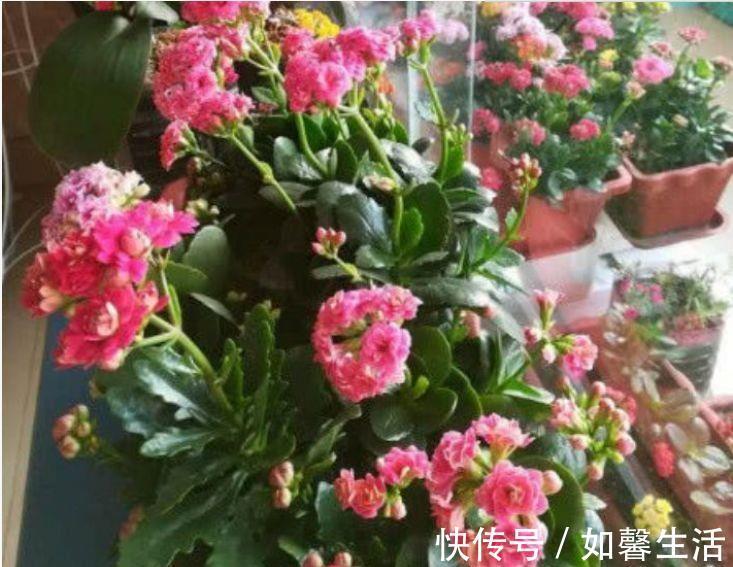 几款花卉便宜又好养,丢到阳台不用管,寓意也是超好的