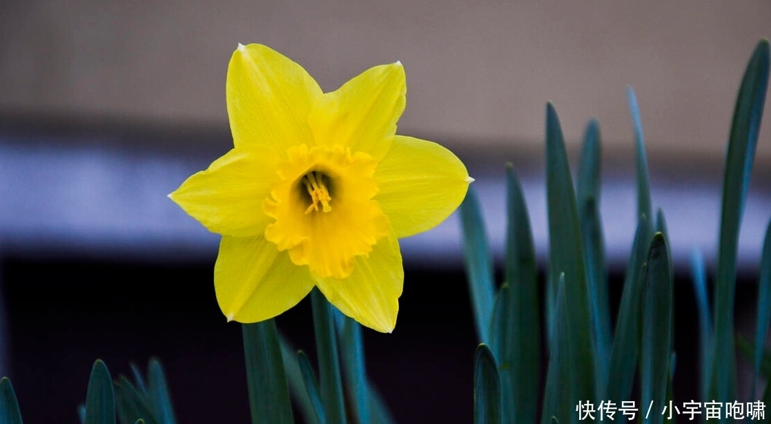 冬天最容易养的六种花,现在正开花,花大又艳,邻居串门直夸好看