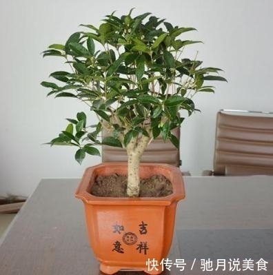 立冬养花要“狠心”,这四种花齐唰唰剪一刀,帮助冬眠,安全越冬