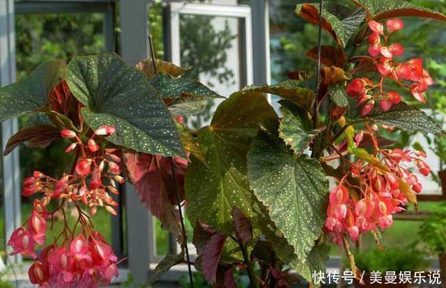 5种花最怕晒,天天不见光,开花却火爆,一朵一朵炸花球