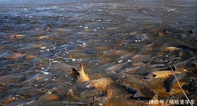 前因后果|亚洲鲤鱼“壮如牛”,在美国为何屡禁不止,有什么前因后果!