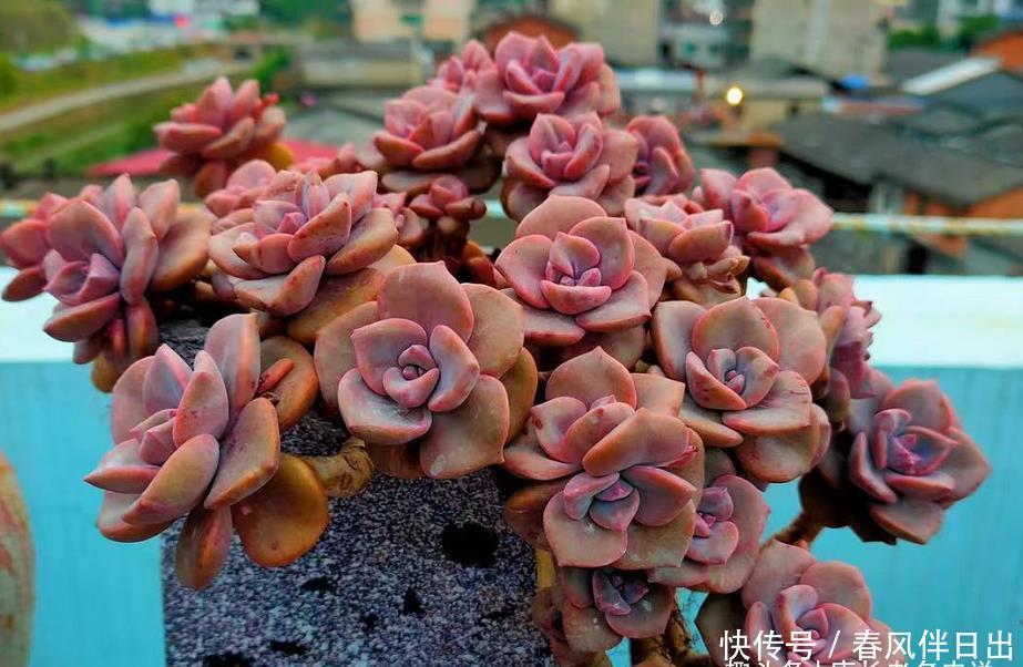 法师|喜欢多肉丛林桩却不知道怎么养成?其实只需要简单的一步操作便可