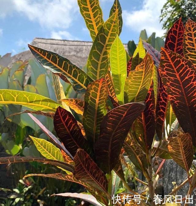 室内|不宜养在家中室内的8种花,再美也别养,如果有快搬出去