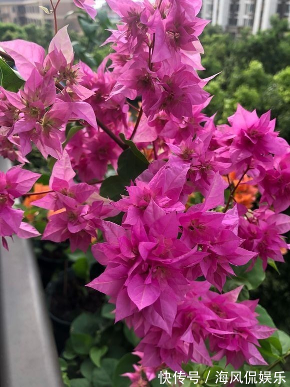 这3种花,一到秋天就开爆盆,阳台美成小花园!