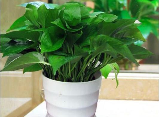 养分|绿萝长出这种枝，看到就赶紧剪，不剪，很难养爆盆