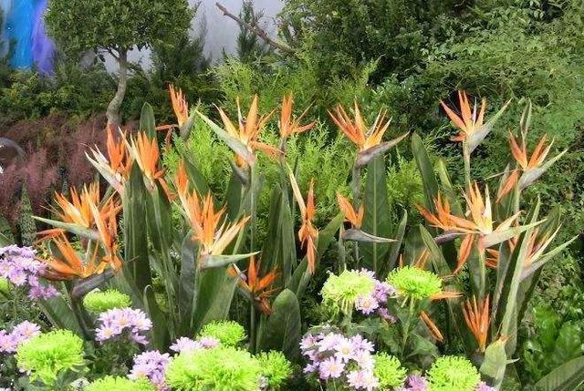 鹤望兰|盆栽养鹤望兰,记住4点秘诀,花叶长满盆,分分钟成花海