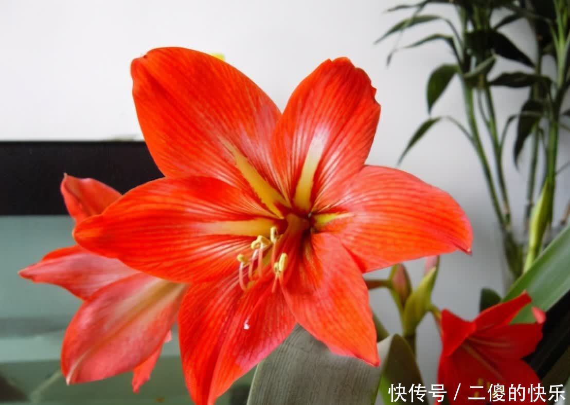 春季朱顶红开完花,教你养球“秘诀”,球又大又硬,长出好多侧芽