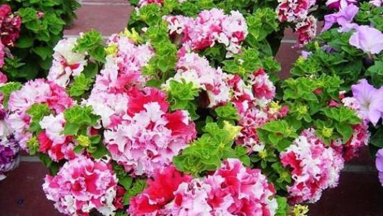 种子发芽温度|养花却不知道什么时候播种,看了此个就知道了