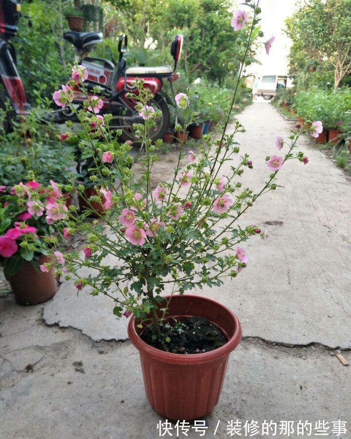 花树|修木槿小技巧:哪些枝叶早剪掉早受益?