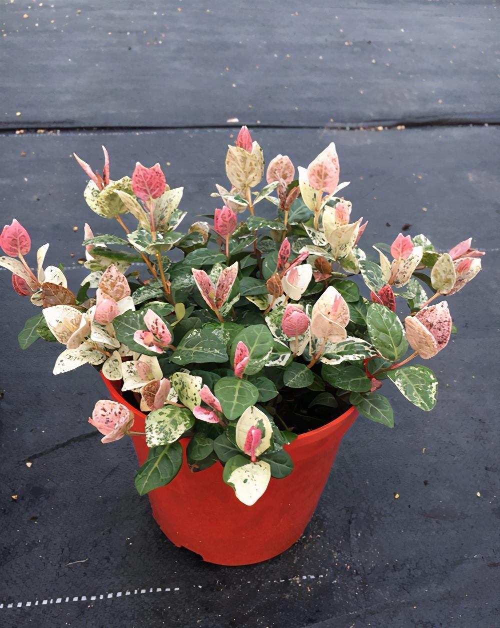 百闻不如一见,这5种植物很特别,一起欣赏吧