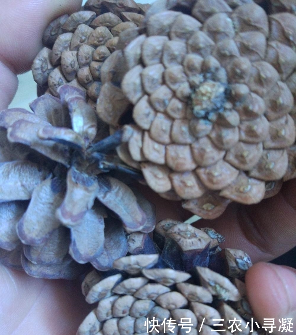 栀子花黄叶怎么办? 简单小方法, 从此告别黄叶