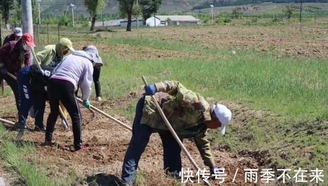 我们村|大窑村：百亩芍药铺就幸福乡村路