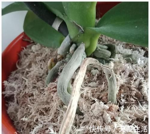 烂根|蝴蝶兰上盆时,水苔压紧好还是不压紧好?灵活应对,根粗苗壮