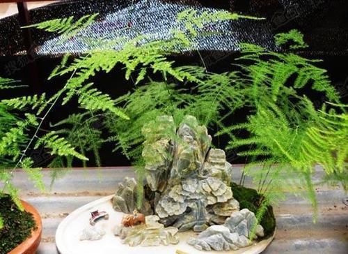  瘦弱|文竹怎么养，那么瘦弱，能养好吗