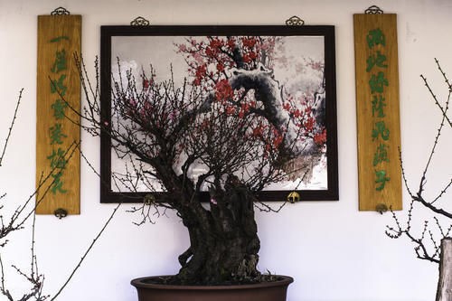 根盘|挑选盆景,需要掌握6个挑选条件,才能挑到精品,再也不用交学费