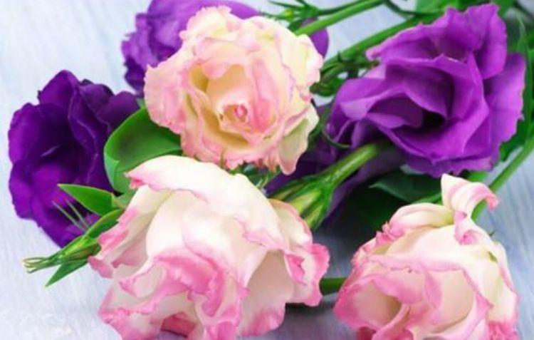家里养4种花 花朵一开就是0天 拦都拦不住 你养了吗 粉紫色