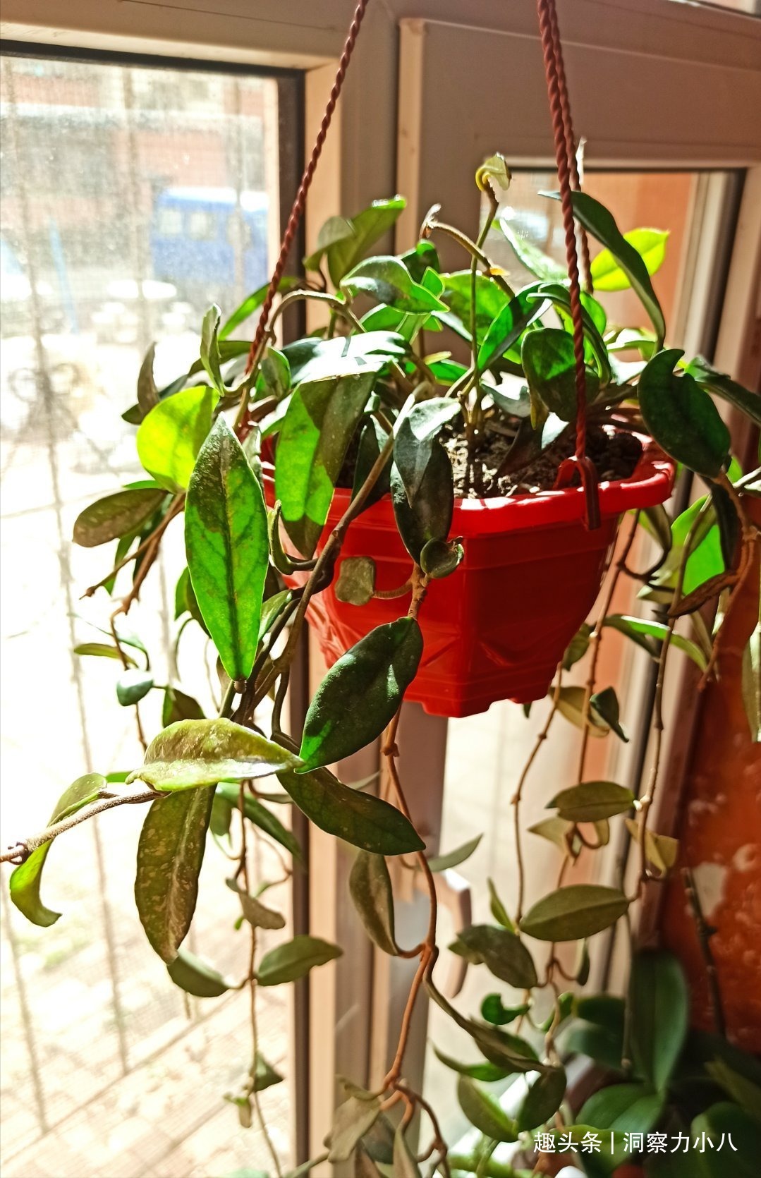 露天难成活的花,一晒太阳就黄了,挪个位置养“花叶俱美”满室香