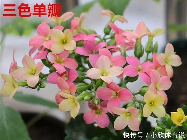 这种花品种多,花型好,养了你就爱上了!