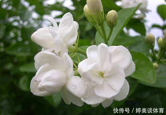 耐旱|4种花养家里,耐旱又耐晒,花开就爆盆,漂亮又好养!