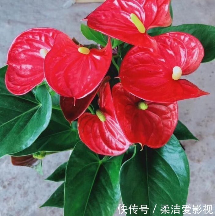 天竺葵|几款花卉,花大服盆快,一年四季成花海,家里超美的