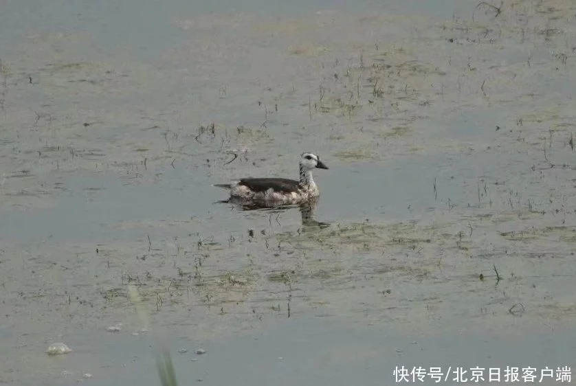 北京卢沟桥水域首现不起眼的“水鸭子”！名字大都人叫不出（北方水鸭子怎么过冬）